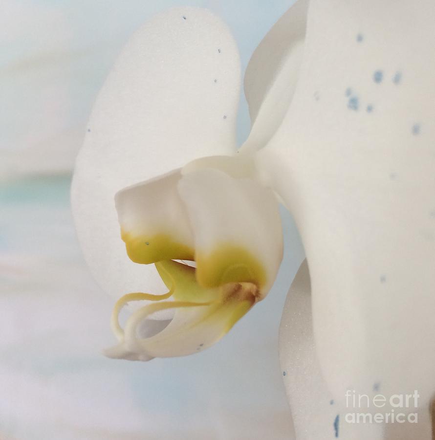 White Orchid Photograph by Robin Pedrero