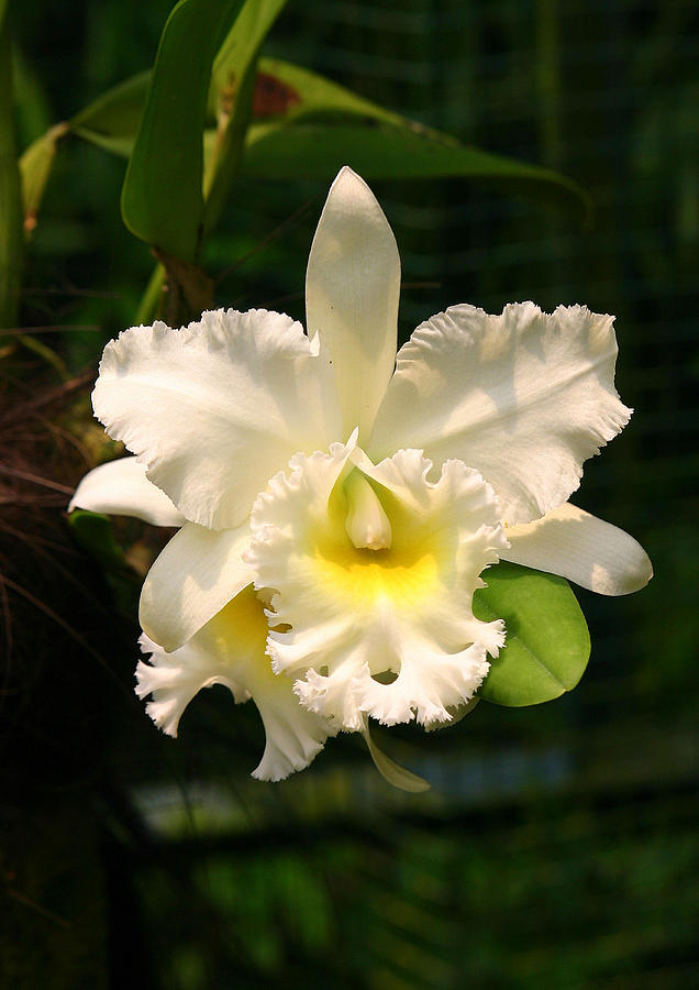 White orchid Singapore Photograph by Tony Brown