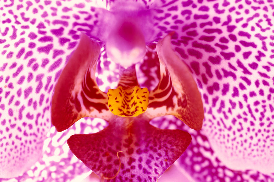 Orchid Photograph - White Orchid Speckled by Tomas del Amo - Printscapes