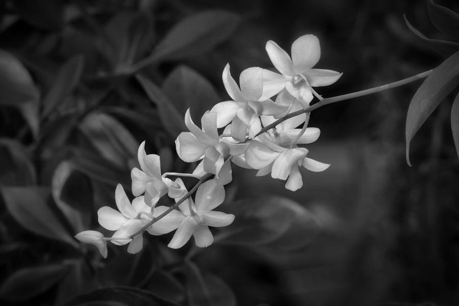 White Orchid Spray Photograph by Kim Hojnacki