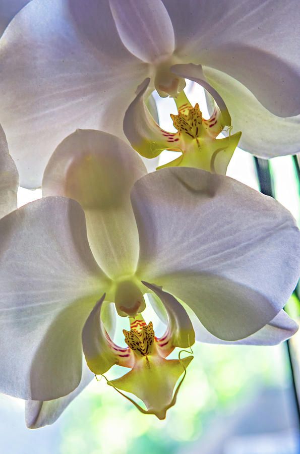 White  Orchid Photograph by Steve Harrington