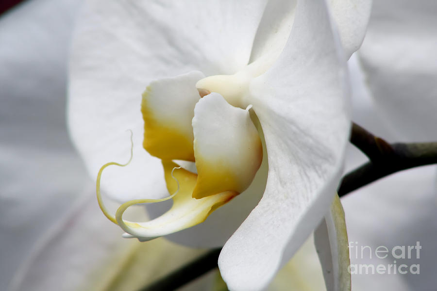 White Orchid Photograph by Teresa Zieba