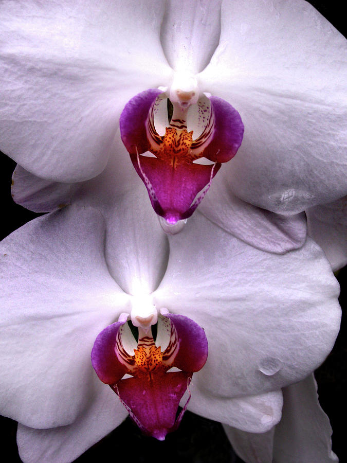 White Orchid Twins Photograph by Nancy Griswold