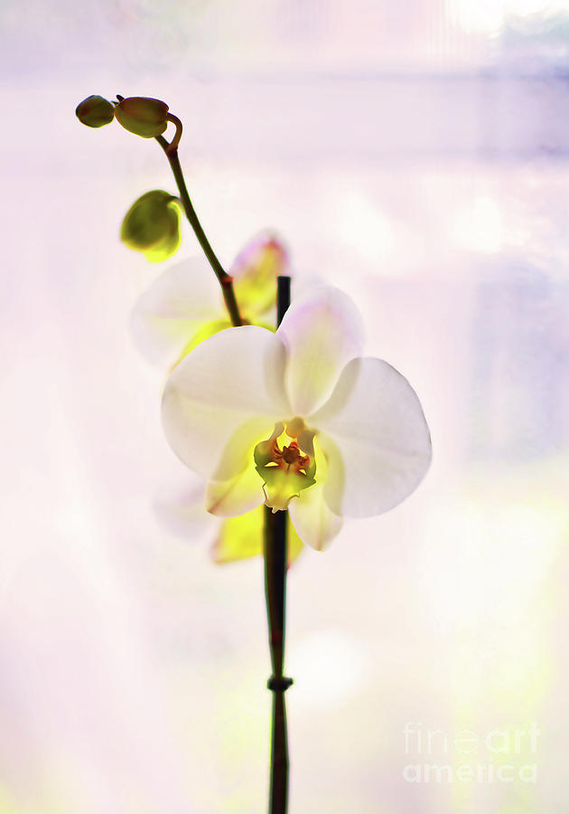 White Orchid v2 Photograph by Alex Art