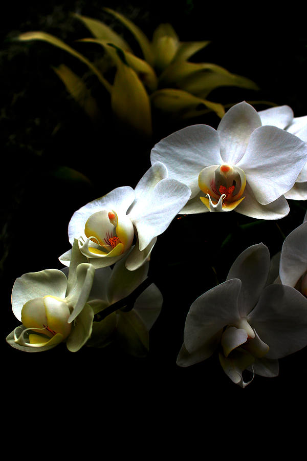 Orchid Photograph - White orchid with dark background by Jasna Buncic