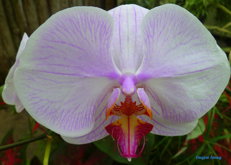 White Orchid with Purple highlights Photograph by Lingfai Leung