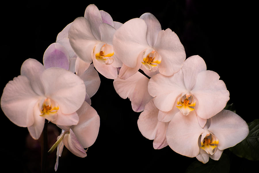 Orchid Photograph - White orchid  by Zina Stromberg