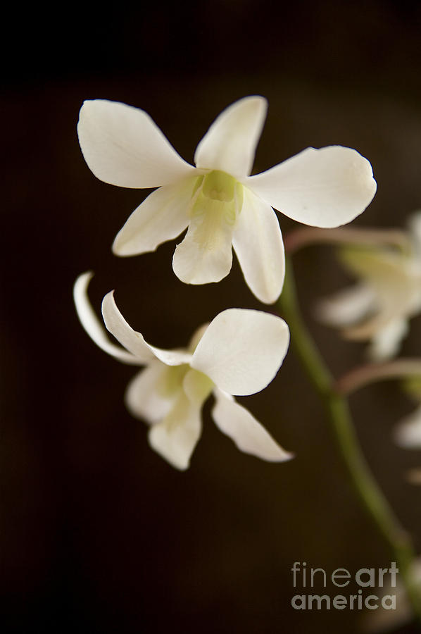 White Orchids 2 Photograph by Kicka Witte - Printscapes