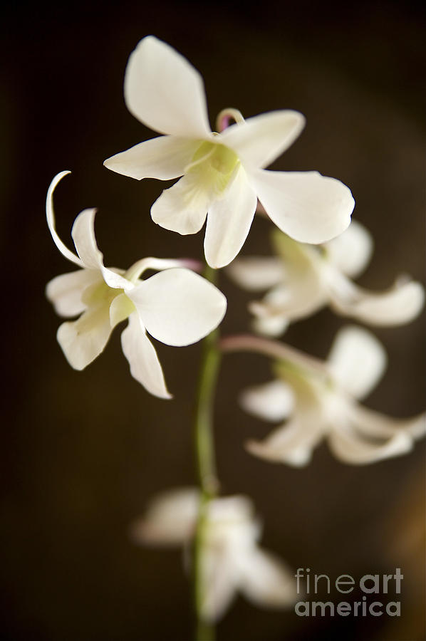 White Orchids 3 Photograph by Kicka Witte - Printscapes