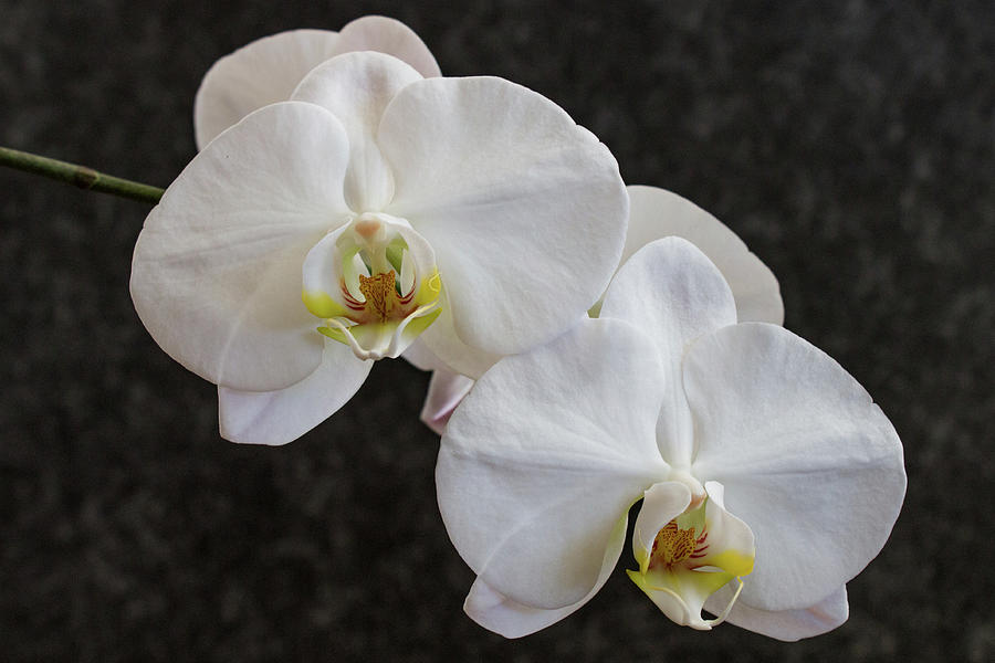 White Orchids 3583 Photograph by Pamela S Eaton-Ford
