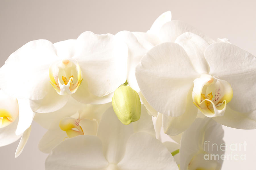 White orchids Photograph by Andreas Berheide - Fine Art America