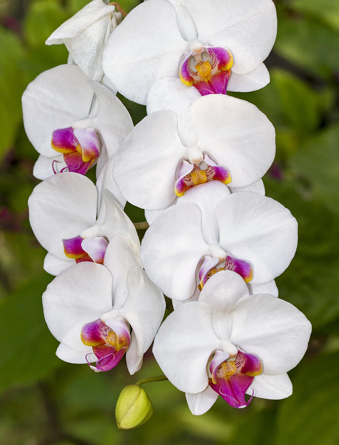 White Orchids Photograph by Bob Slitzan