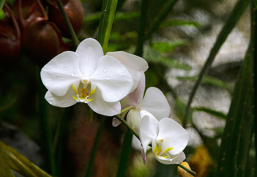 White Orchids Photograph by Bonnie Follett