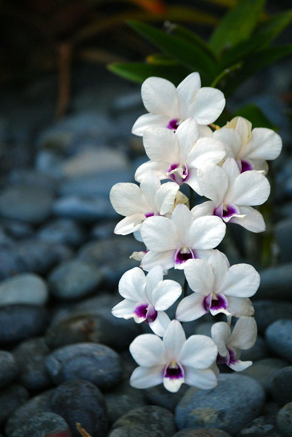 White Orchids Photograph by Debbie Karnes