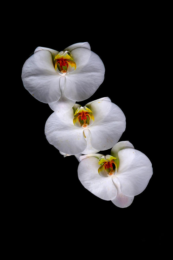 White Orchids by Don Keisling White Orchids by Don Keisling