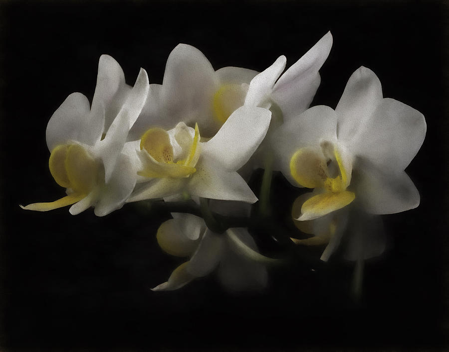 White orchids Photograph by Eduard Moldoveanu