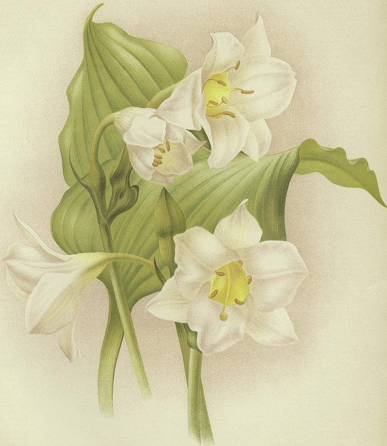 White Orchids   Eucharis sanderiana Painting by English School