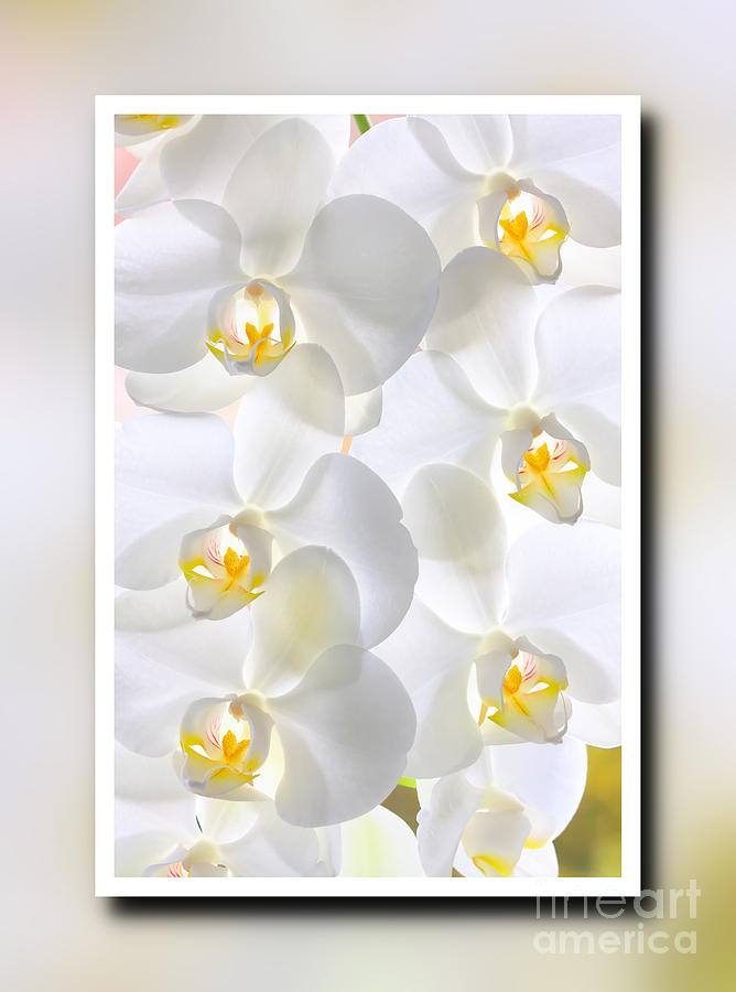 White Orchids Framed Photograph