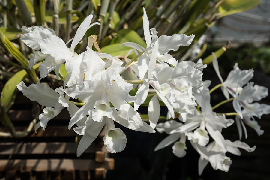 White Orchids Photograph by Georgia Mizuleva