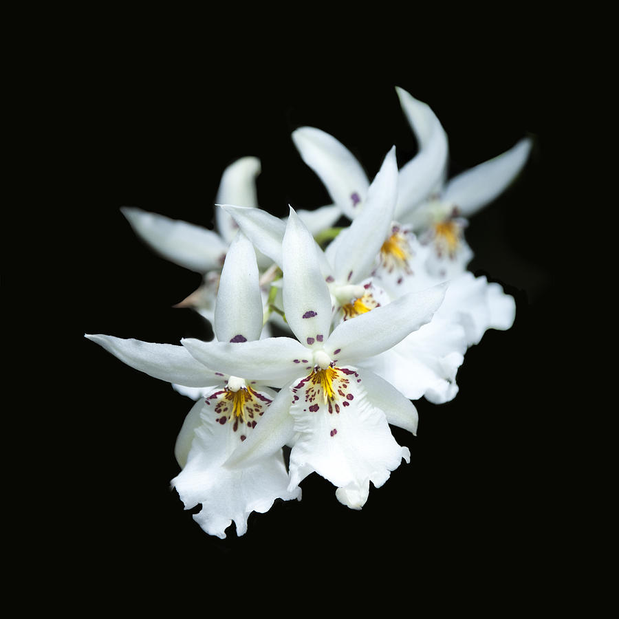 Orchid Photograph - White Orchids by Ilze Lucero