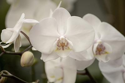 Orchid Photograph - White Orchids In Contemplation by Deborah  DeAmroim