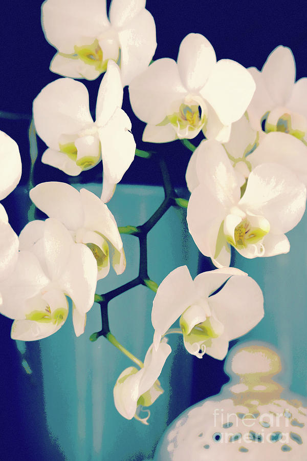 White Orchids in Turquoise Vase Photograph by Carol Groenen