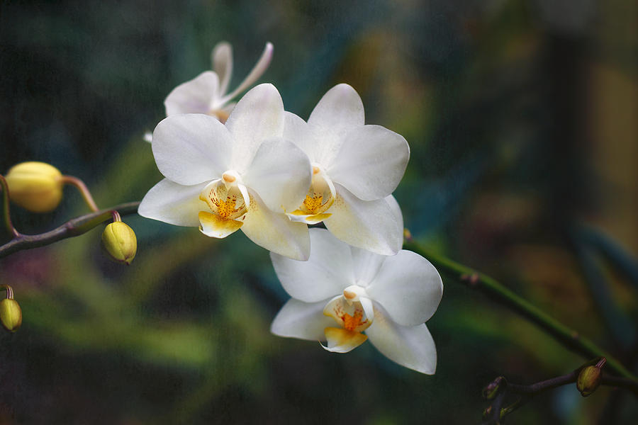 White Orchids Photograph by Jade Moon 