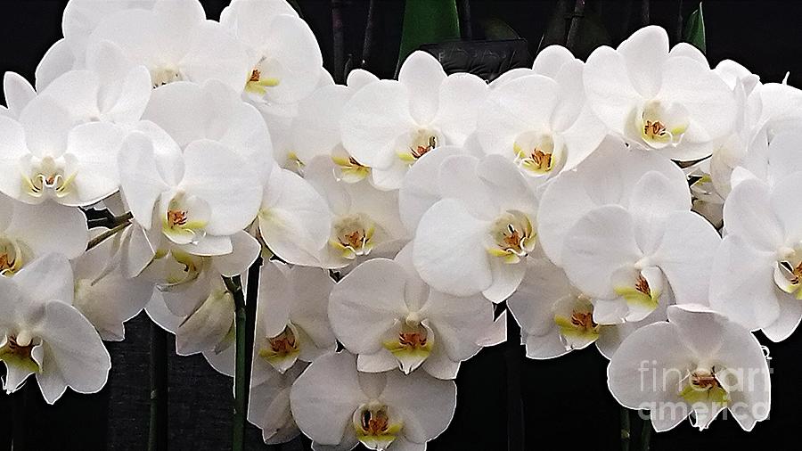 White Orchids Photograph by Joan-Violet Stretch
