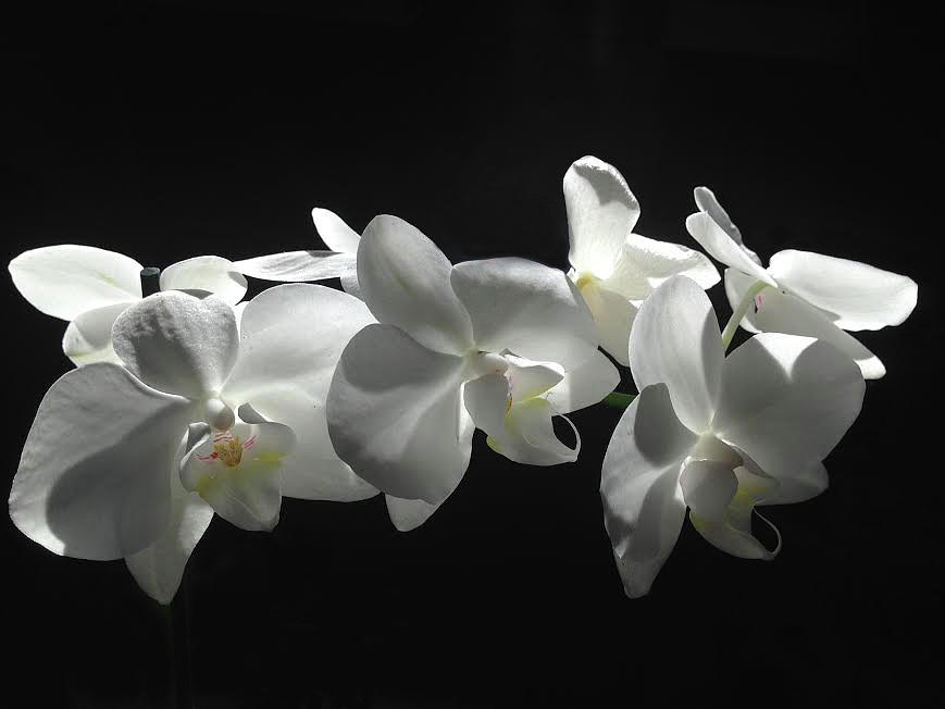 White Orchids Photograph by Julia Wilcox