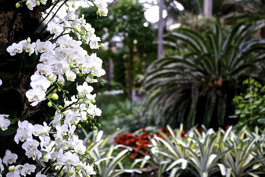 White Orchids Longwood Gardens Mark Holden 