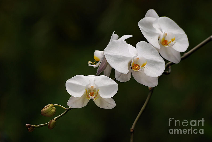 White Orchids Photograph by Lorenzo Cassina