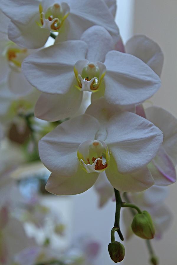 White Orchids Photograph by Michiale Schneider