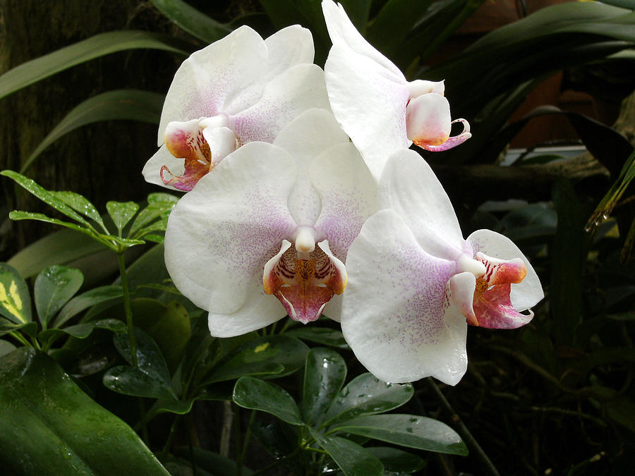 Orchid Photograph - White Orchids by Mindy Newman
