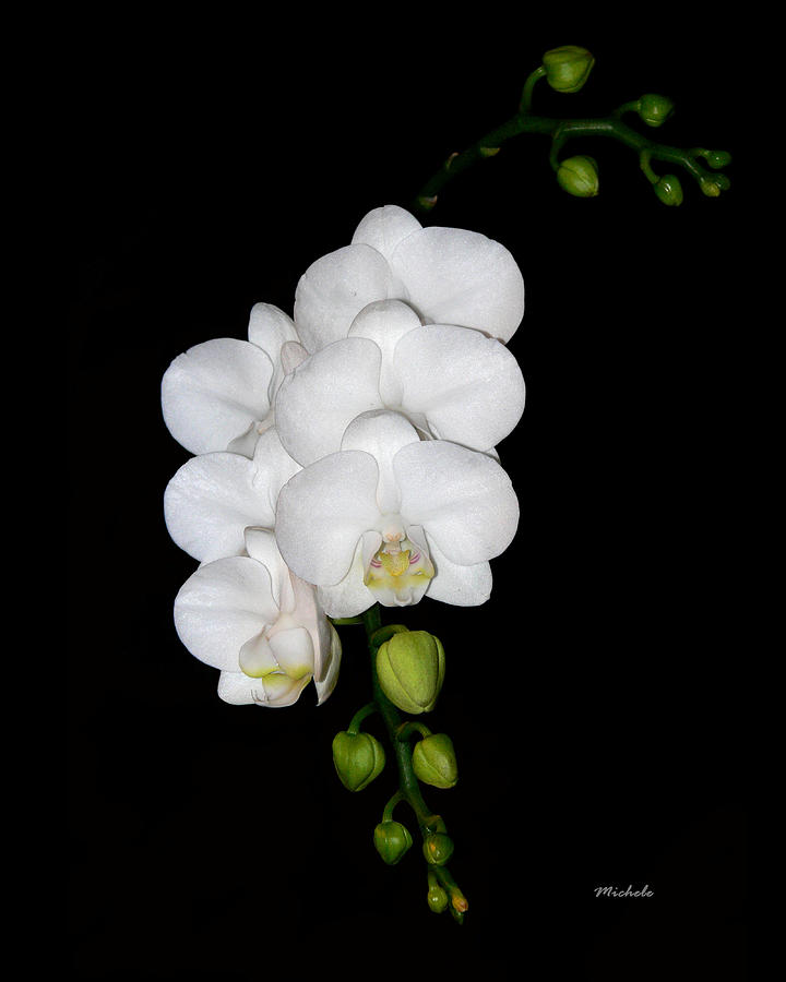 Orchid Photograph - White Orchids on Black by Michele A Loftus