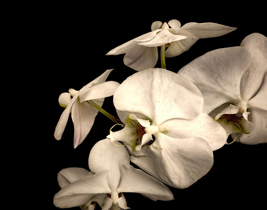 White Orchids On Black - photography Photograph by Ann Powell