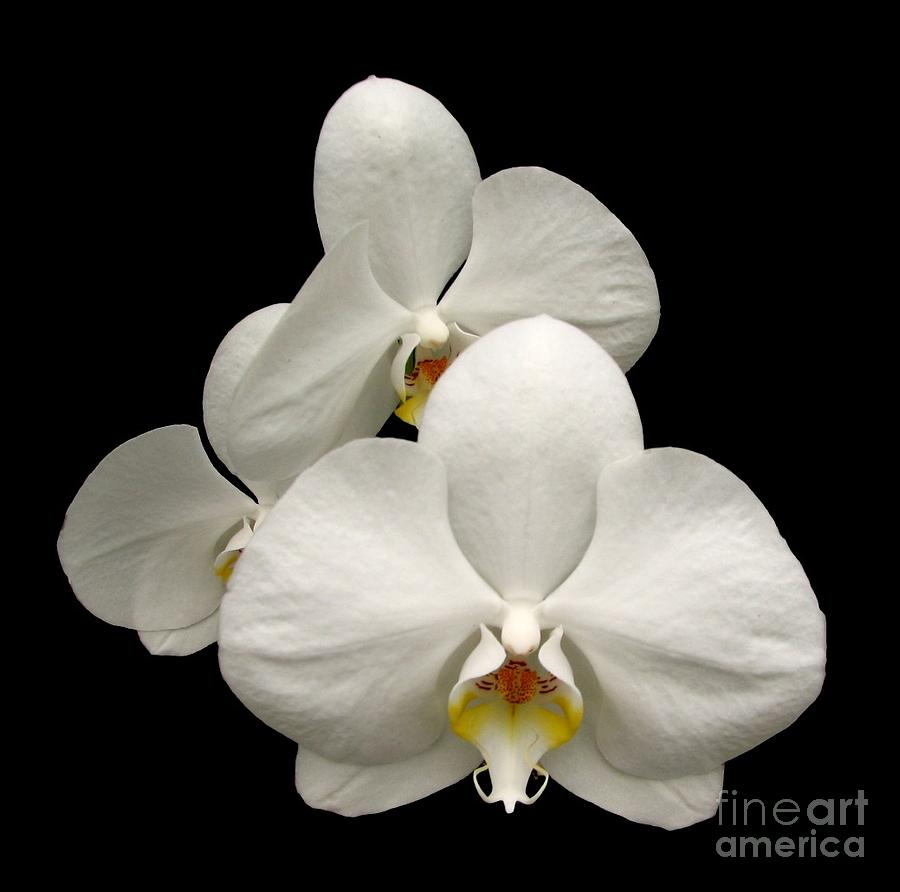 White Orchids Photograph by Rose Santuci-Sofranko
