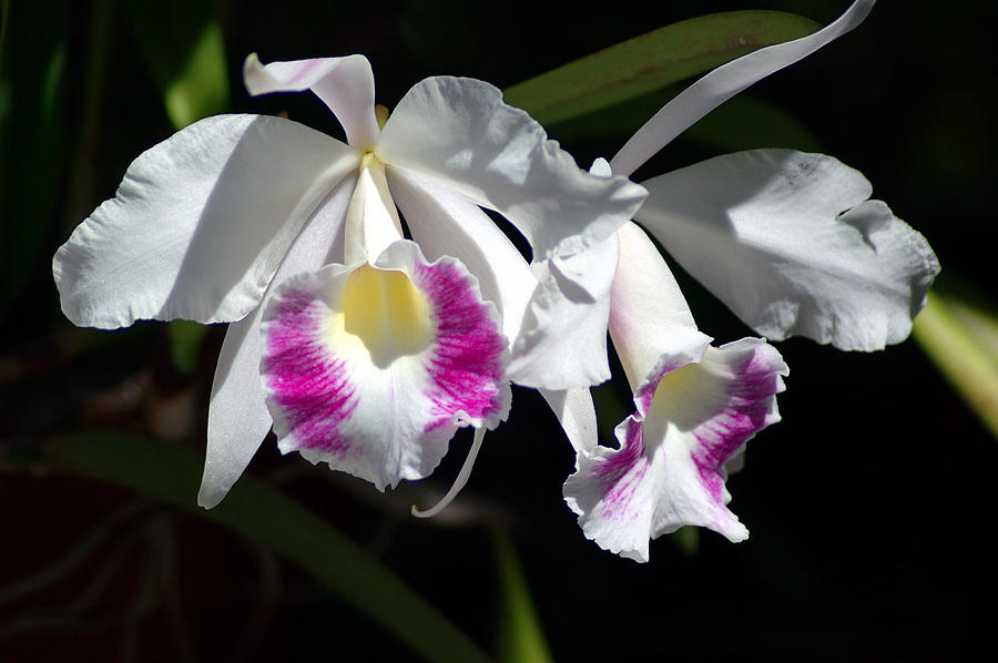 White Orchids Photograph