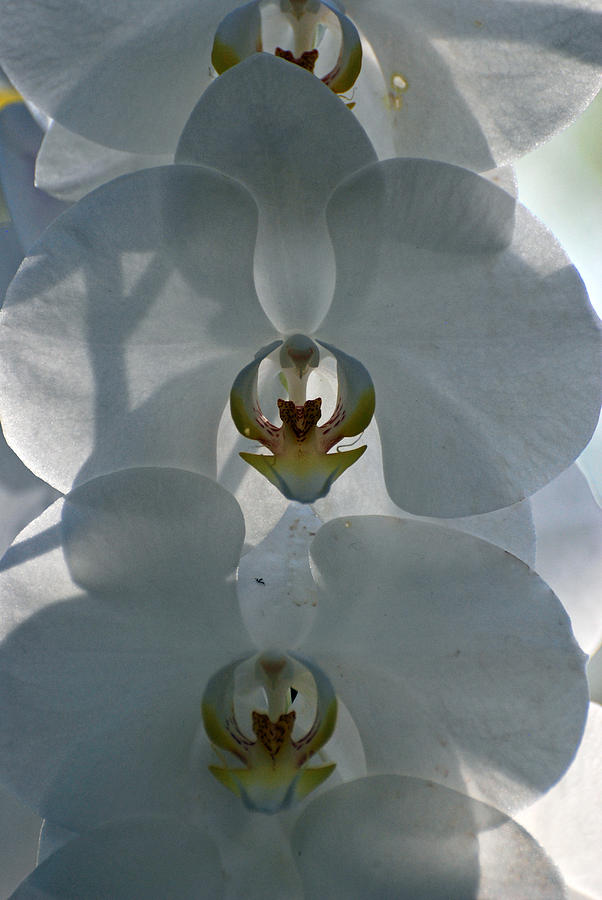 White Orchids  Photograph by Teresa Blanton