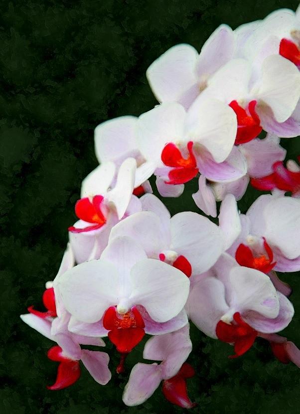 White Orchids with Bright Red Centers Painting by Bruce Nutting