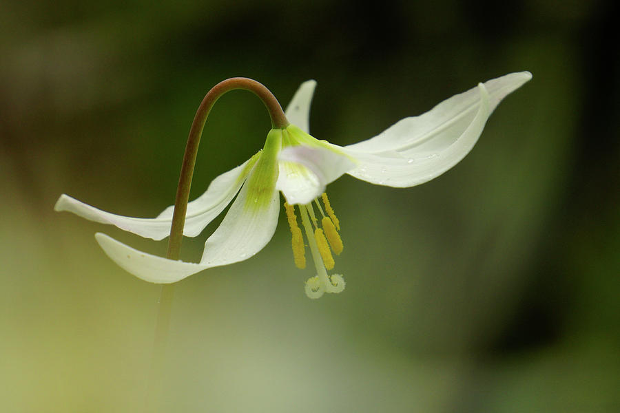 White Oregon Lily Photograph by Inge Riis McDonald