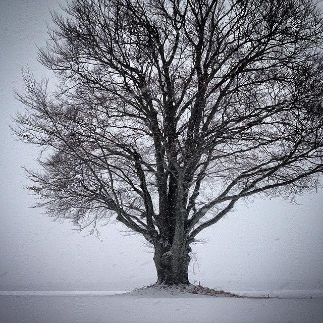 Nature Photograph - White Out #snowstorm #myfavoritetree by Carly Barone