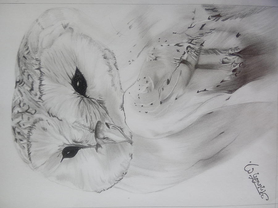 White owl Drawing by Anirudh Maheshwari - Pixels