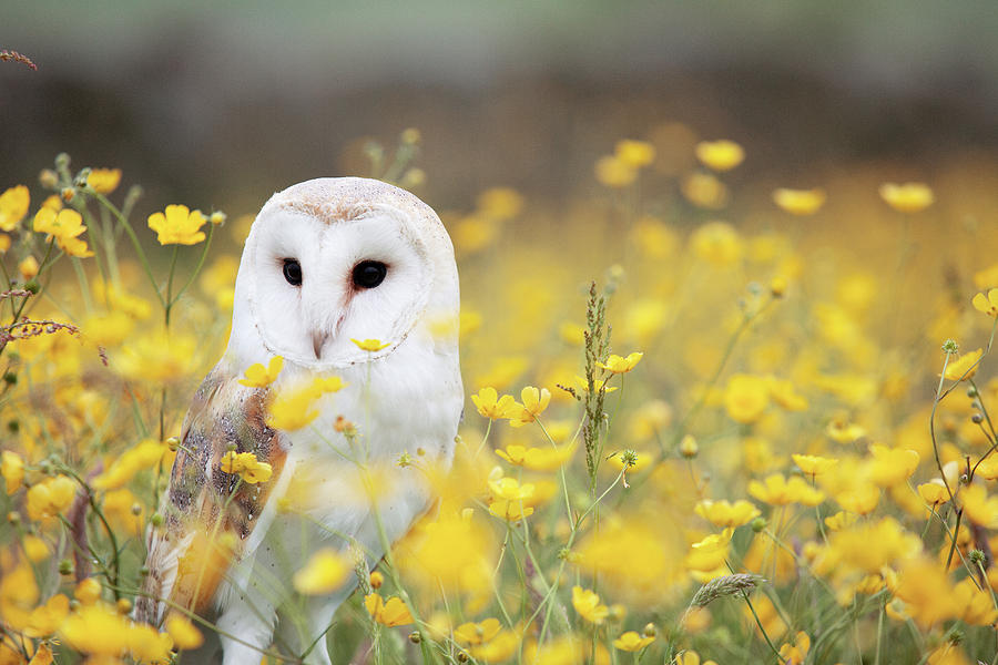 Owl Photograph - White Owl by Happy Home Artistry