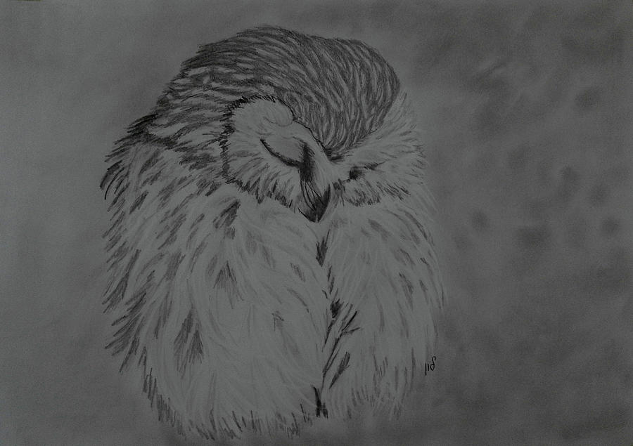 White Owl Drawing by Maria Woithofer