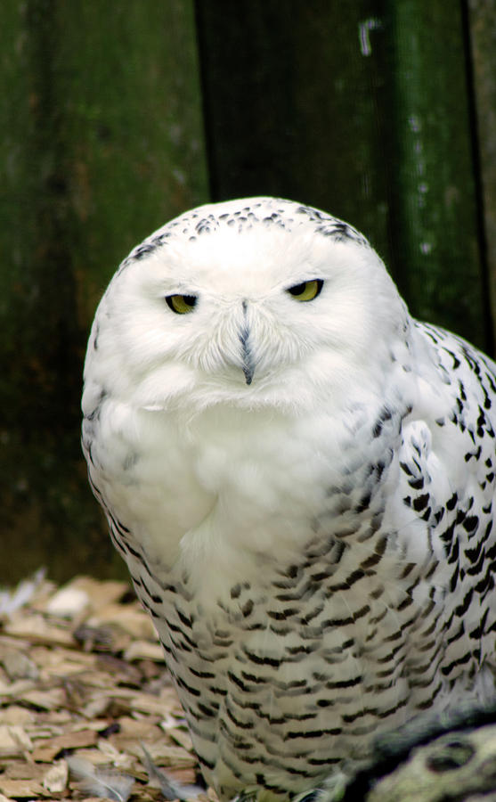 White Owl Photograph by Rainer Kersten