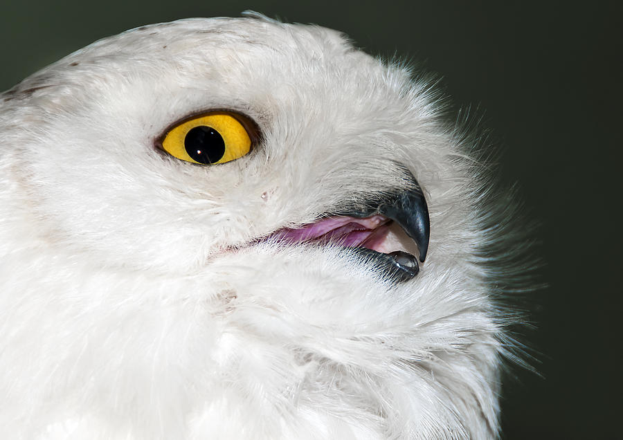 White Owl Photograph