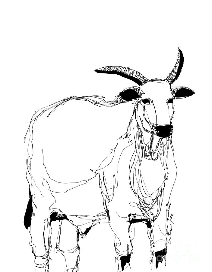 White ox Drawing by Cristina Jaco Fine Art America