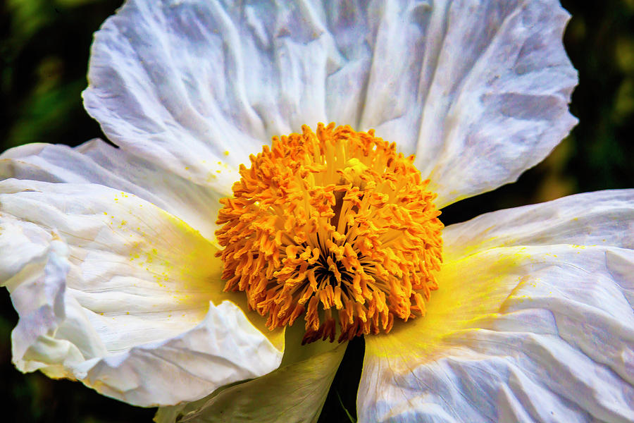 White Paeonia Japonica Flower Photograph by Garry Gay