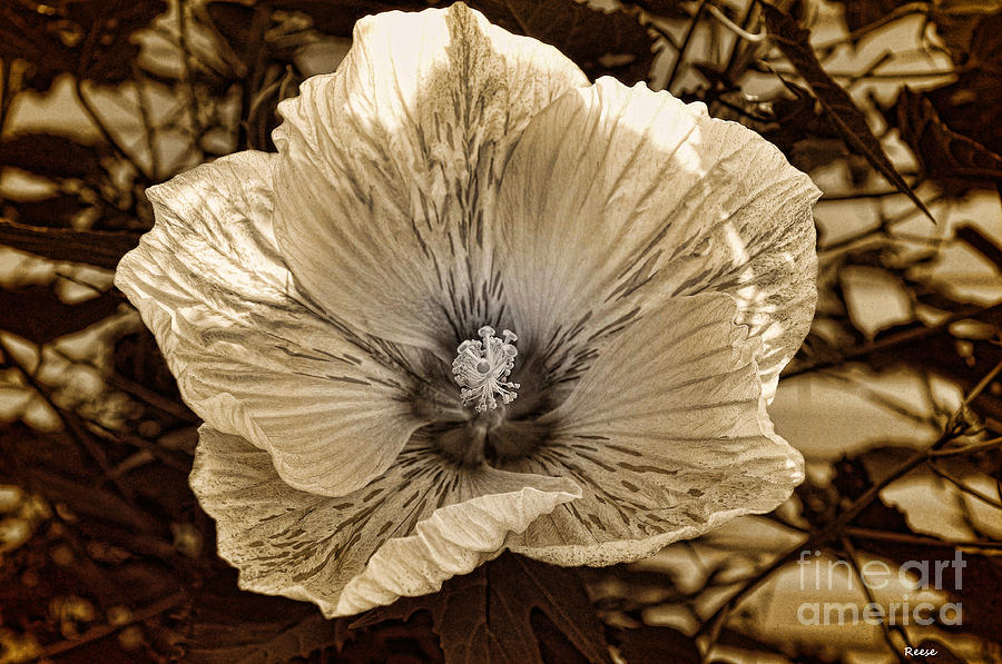 White Painted Hibiscus Photograph by Reese Lewis