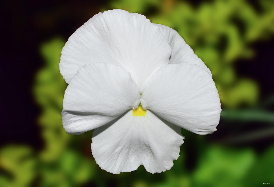 White Pansy 005 Photograph by George Bostian